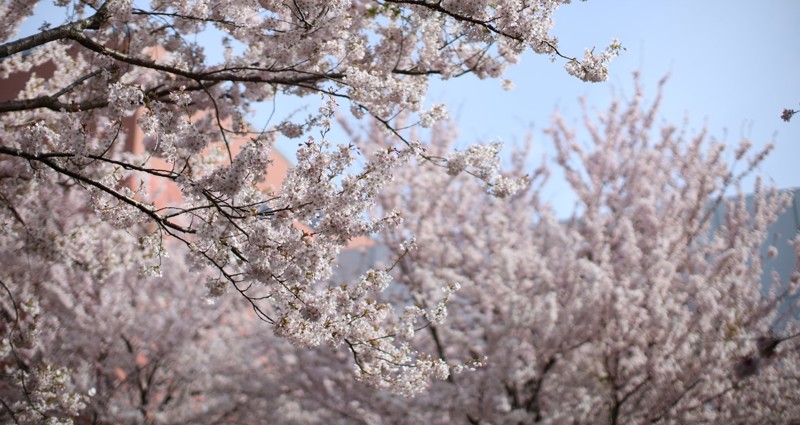 blomstrende rosa kirsebærtrær