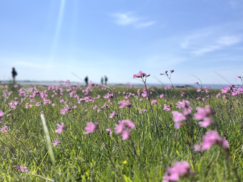 Gress med blomster nær sjøen